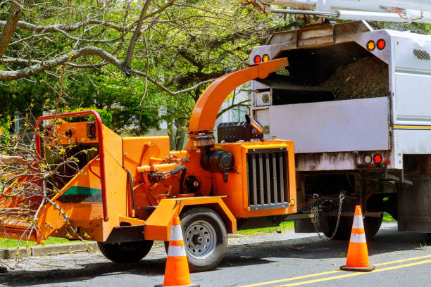 Best Dead Tree Removal  in Richmond Heights, FL